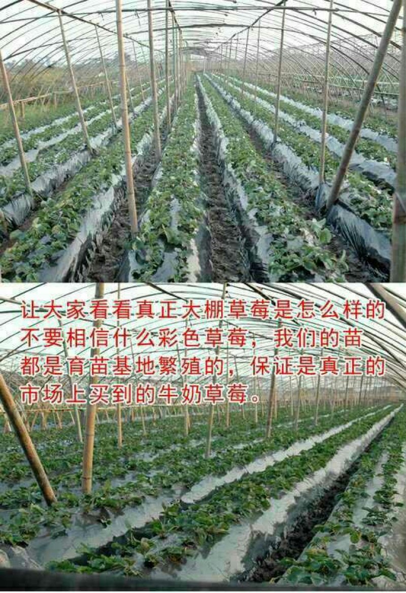 四季奶油草莓苗盆栽地栽阳台庭院栽种品种齐全包技术指导