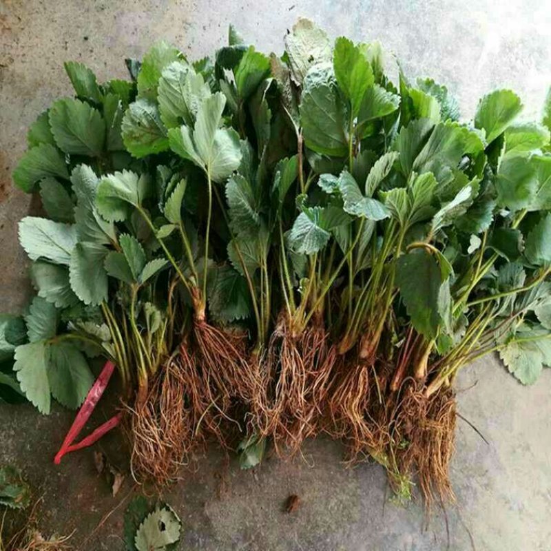 四季奶油草莓苗盆栽地栽阳台庭院栽种品种齐全包技术指导