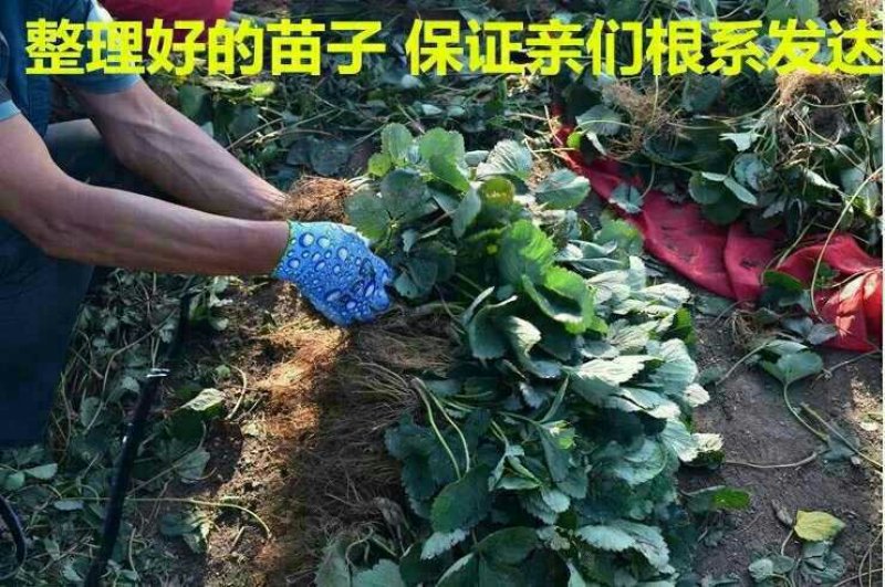 四季奶油草莓苗盆栽地栽阳台庭院栽种品种齐全包技术指导