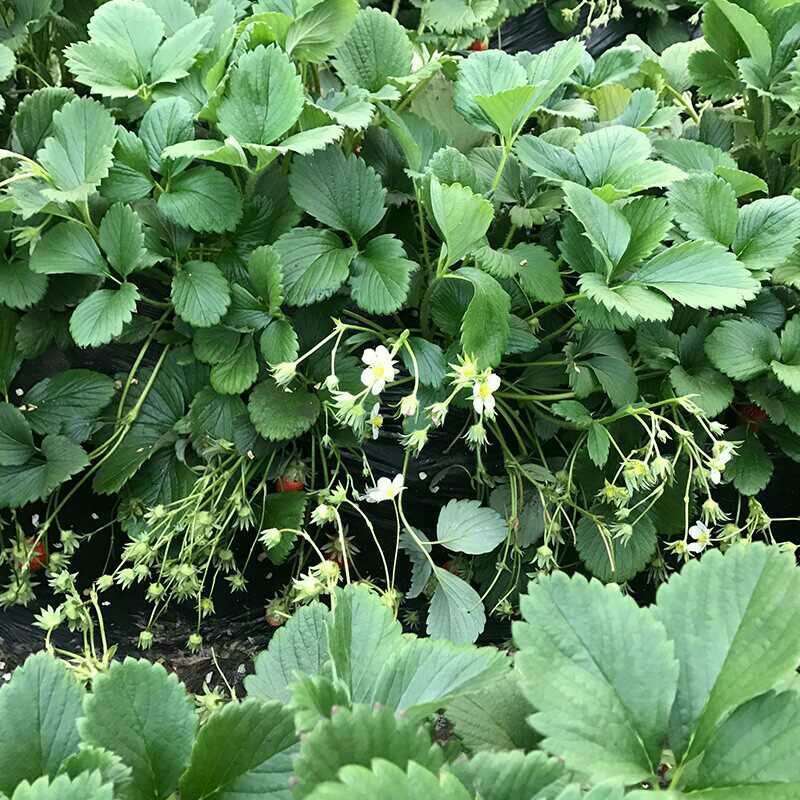 四季奶油草莓苗盆栽地栽阳台庭院栽种品种齐全包技术指导