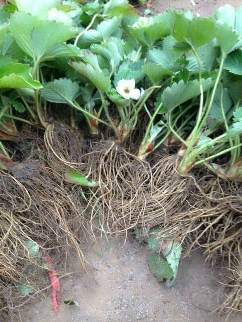 四季奶油草莓苗盆栽地栽阳台庭院栽种品种齐全包技术指导