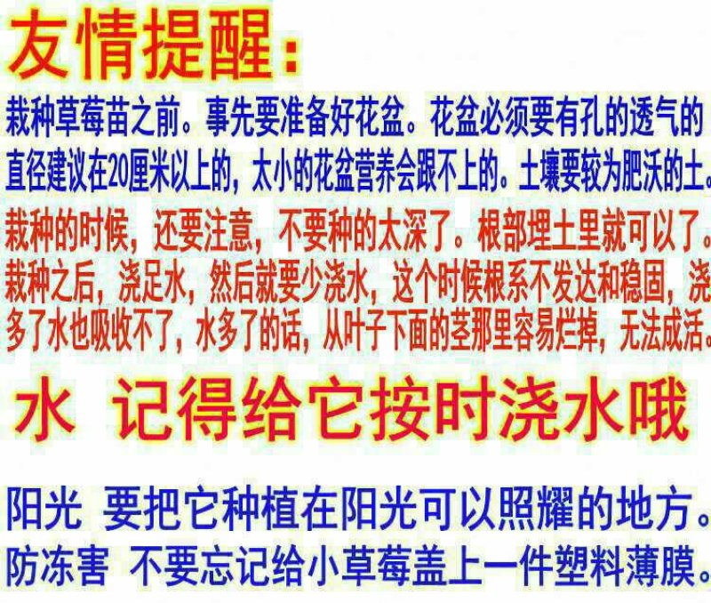四季奶油草莓苗盆栽地栽阳台庭院栽种品种齐全包技术指导