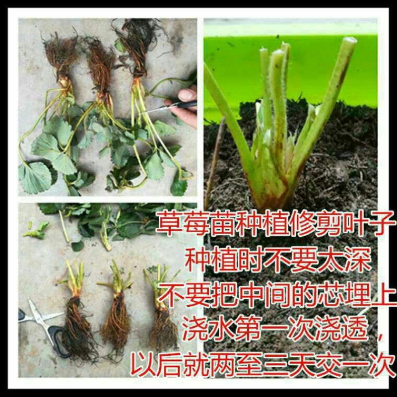 四季奶油草莓苗盆栽地栽阳台庭院栽种品种齐全包技术指导