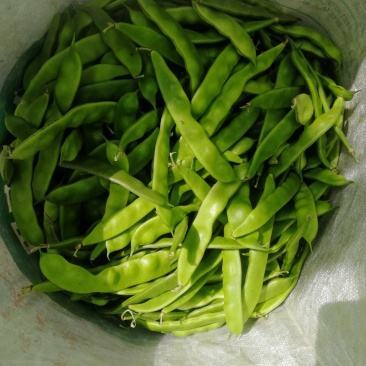 油豆角