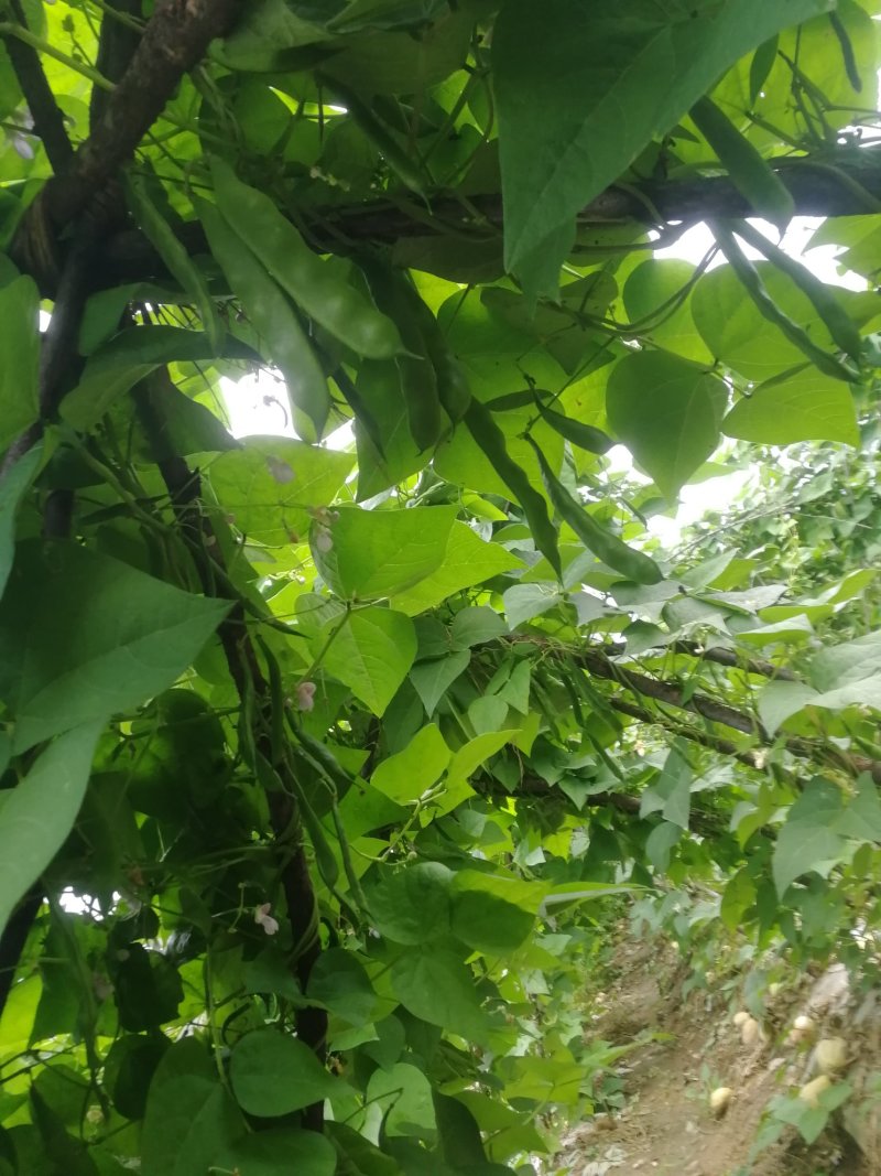 油豆角