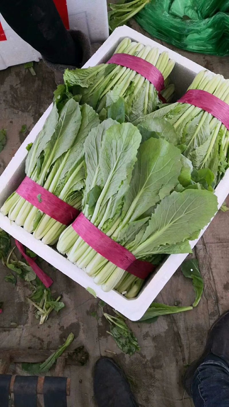 小白菜25~30cm各种级别都有大量现货