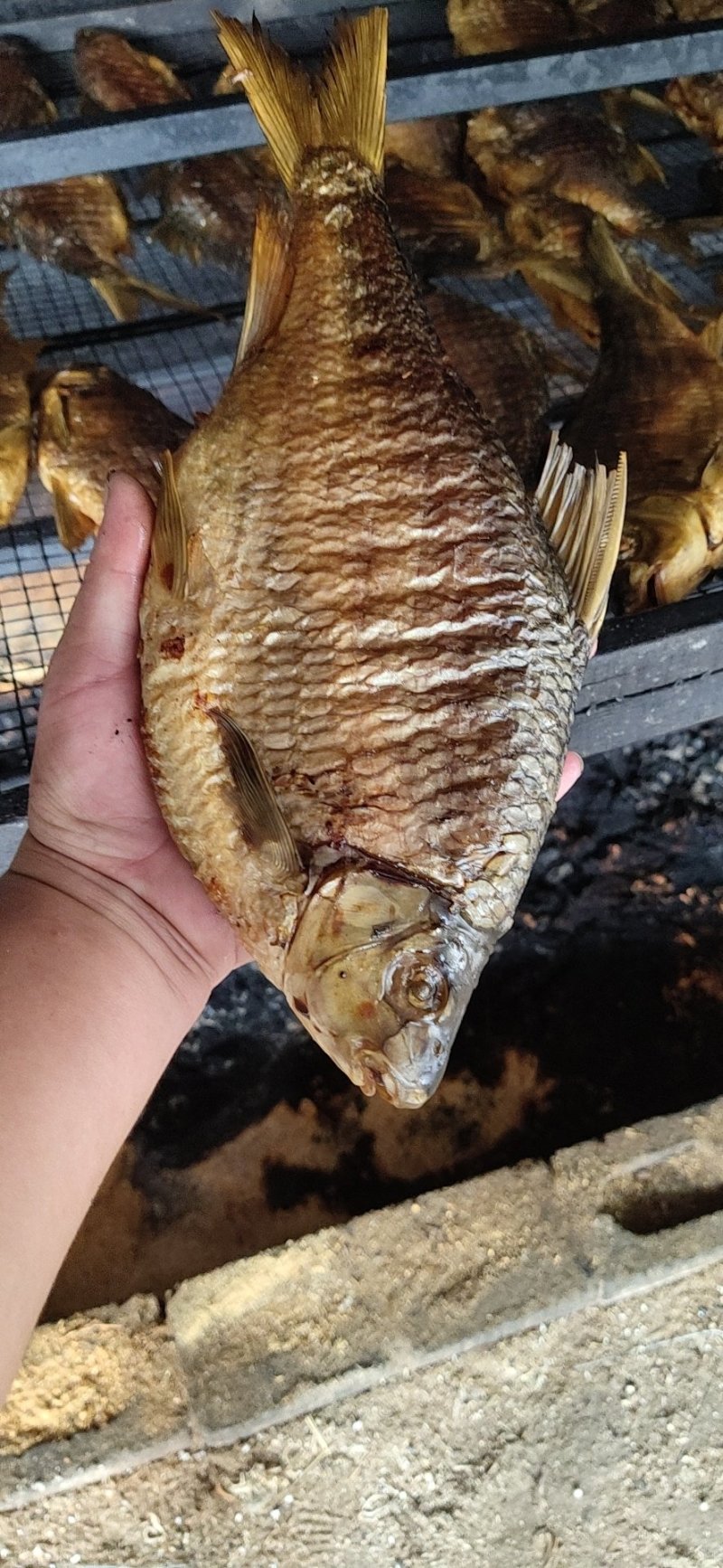 火培鱼