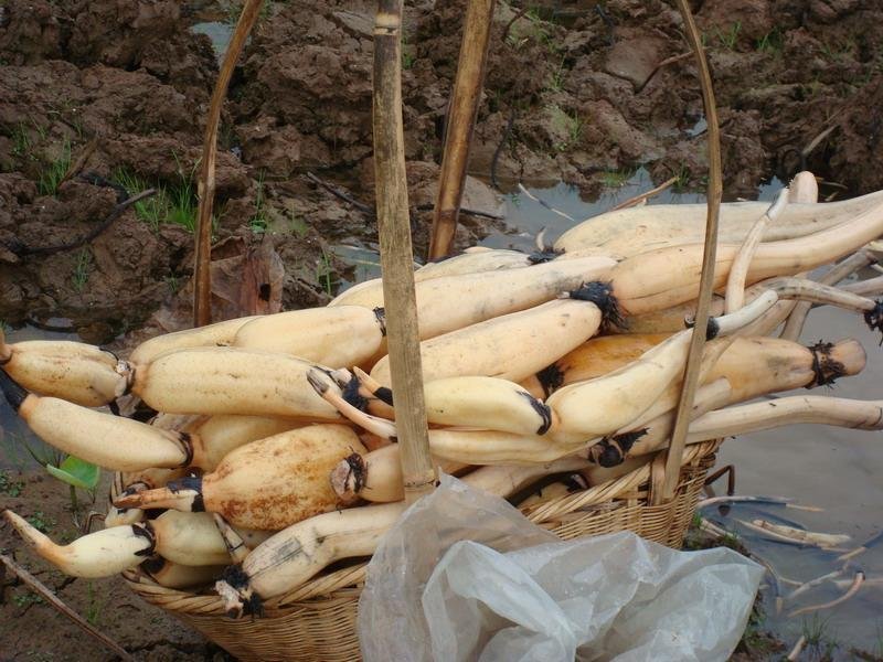 浅水藕种根莲藕种藕深水藕种高产食用莲藕种苗藕带苗藕苗