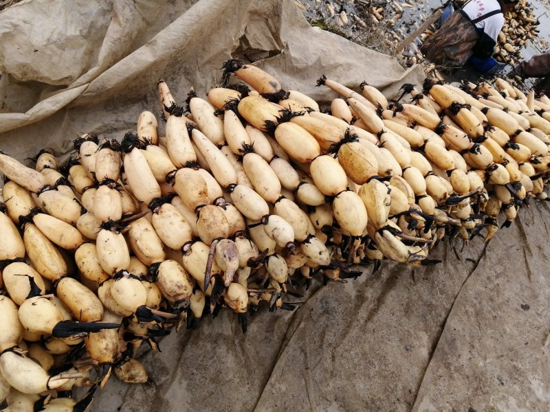 浅水藕种根莲藕种藕深水藕种高产食用莲藕种苗藕带苗藕苗