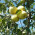 安徽砀山酥梨，皮薄，脆甜，产地大量供应，代发全国