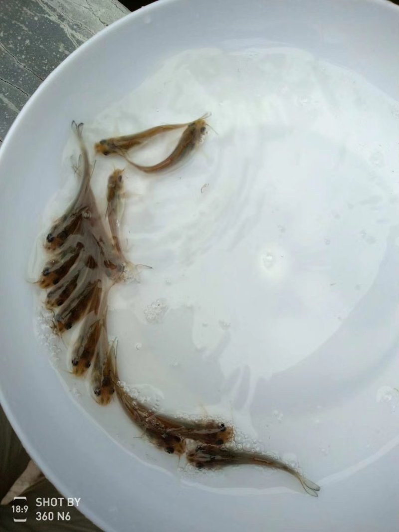 淡水鱼类叉尾鱼苗