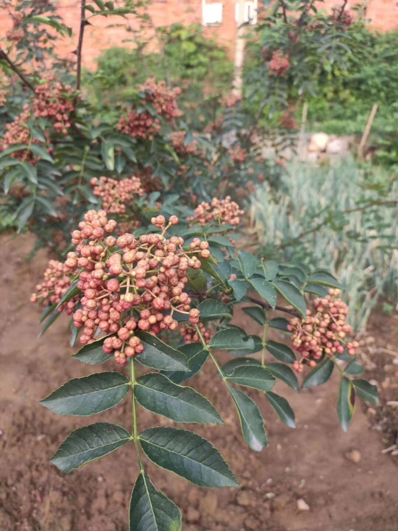 花椒苗，，花椒育苗基地直销，大红袍花椒苗。