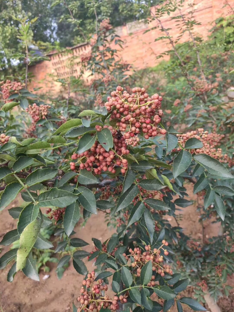 花椒苗，，花椒育苗基地直销，大红袍花椒苗。