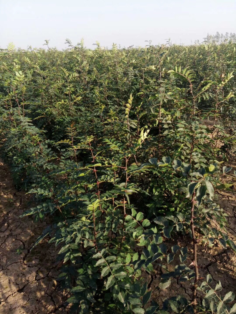 花椒苗，，花椒育苗基地直销，大红袍花椒苗。