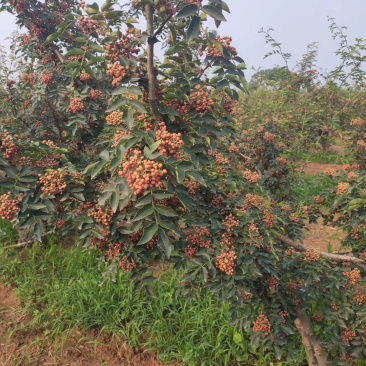 花椒苗，，花椒育苗基地直销，大红袍花椒苗。