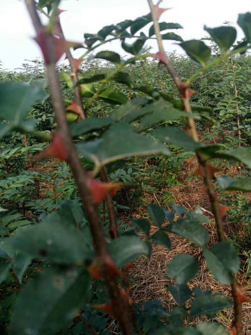 花椒苗，，花椒育苗基地直销，大红袍花椒苗。