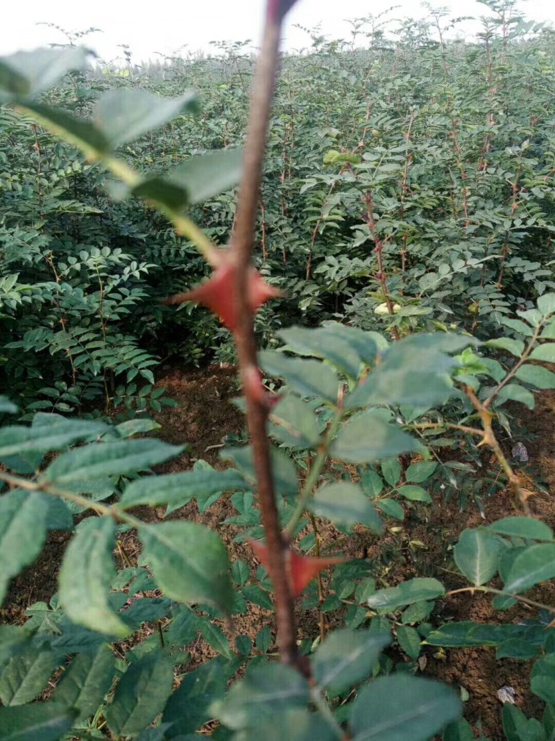 花椒苗，，花椒育苗基地直销，大红袍花椒苗。