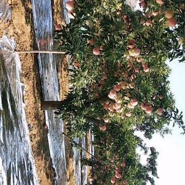 红星苹果
