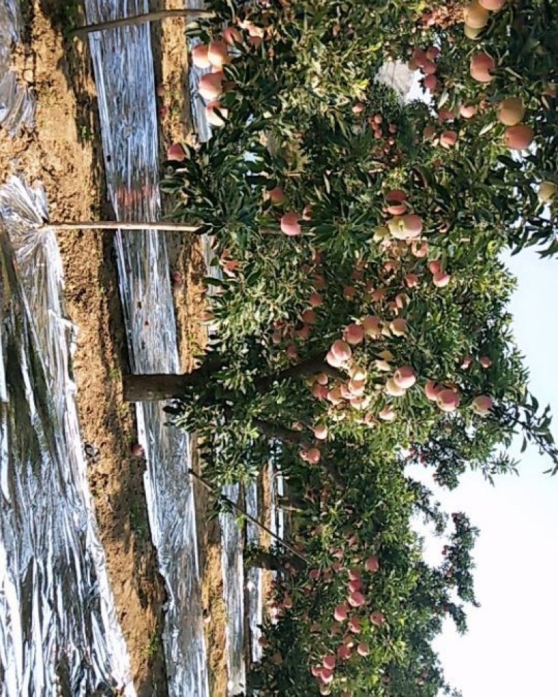 红星苹果