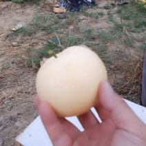 黄金梨