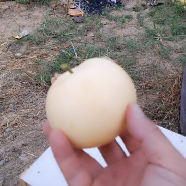 黄金梨