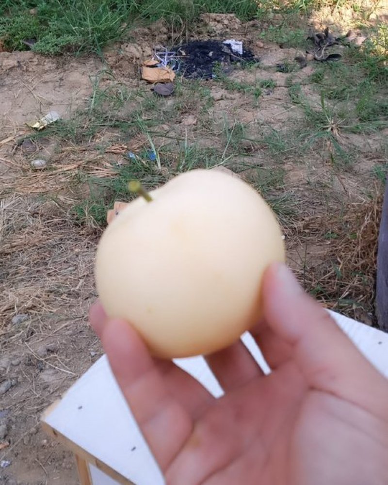 黄金梨