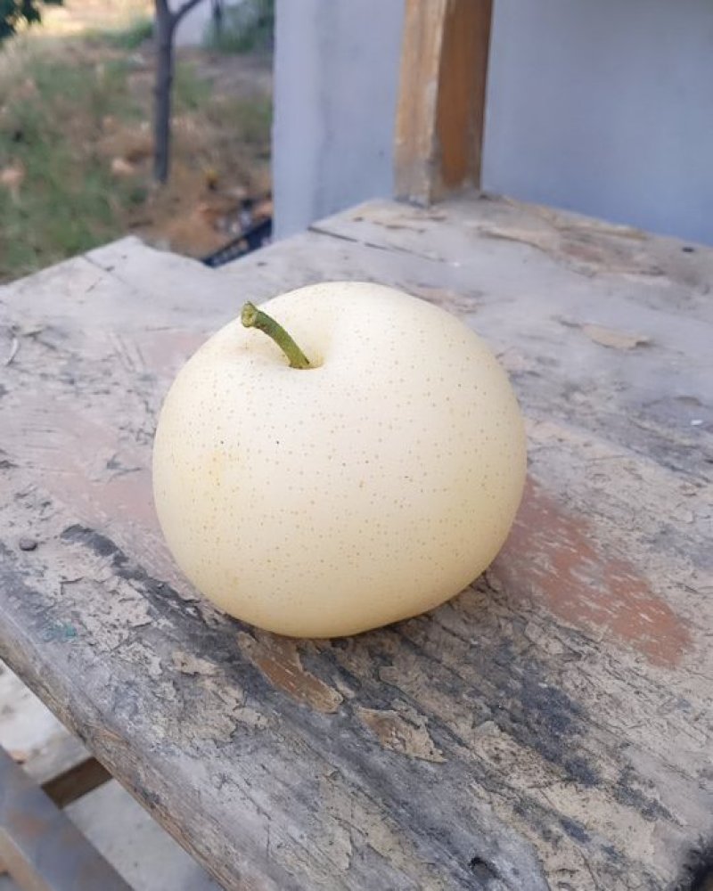 黄金梨