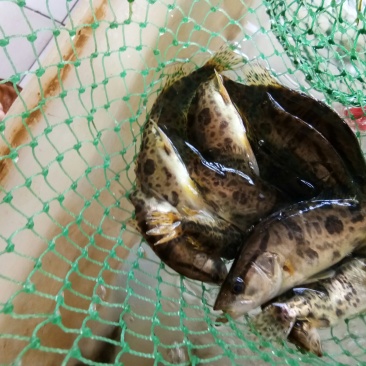 野生桂鱼