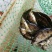 野生桂鱼
