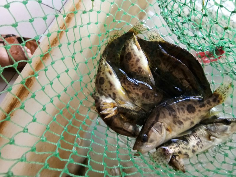 野生桂鱼