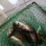 野生桂鱼
