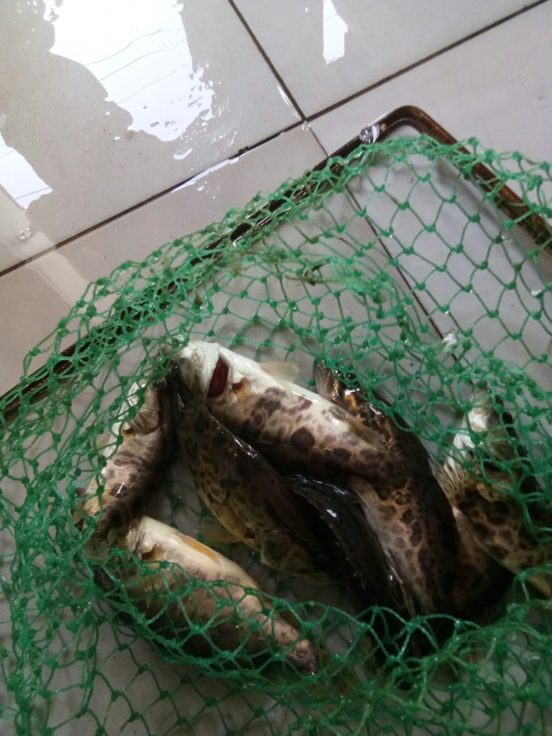 野生桂鱼