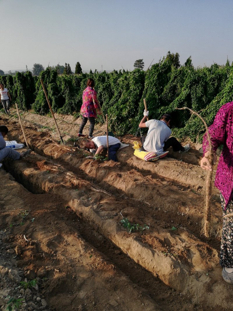 大量供应白玉山药欢迎全国客商前来采购一次合作终生朋友