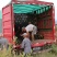 烟暑25产地烟台海阳3000亩基地批发