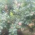 红星苹果，75以上