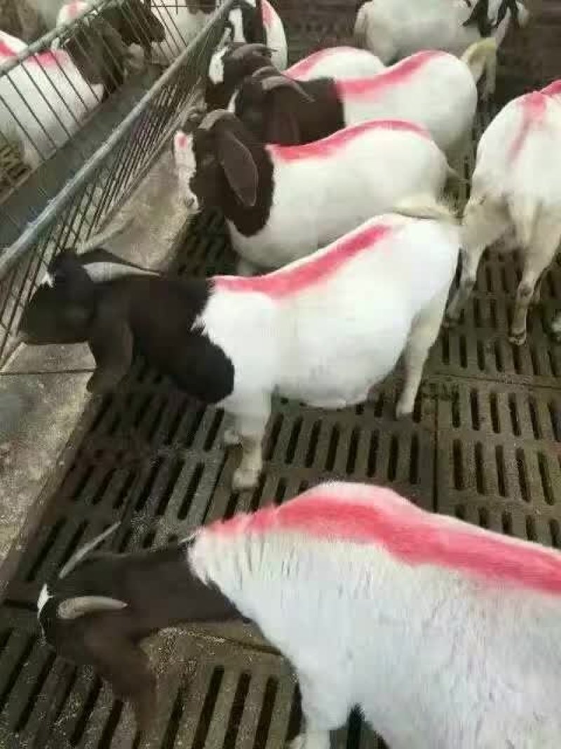 小尾寒羊批发杜泊羊价格哪有卖肉羊的种羊出售价格