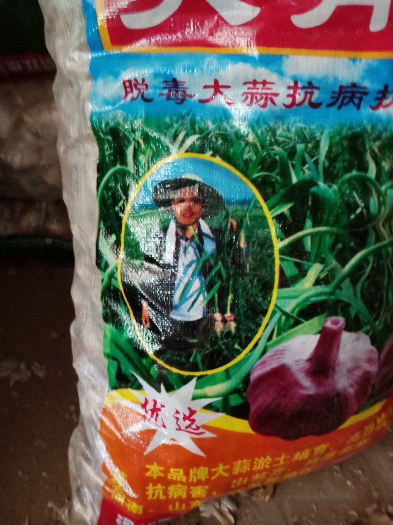 河北大名蒜种