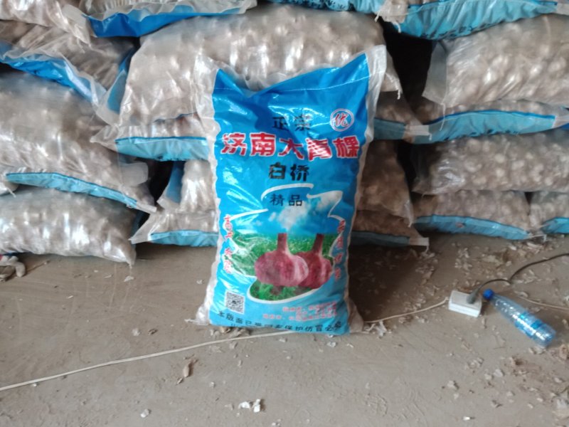 河北大名蒜种
