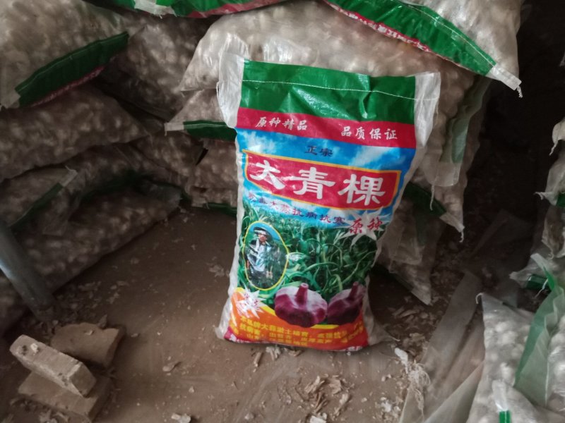 河北大名蒜种