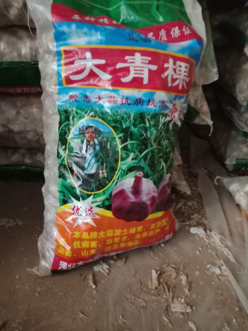 河北大名蒜种