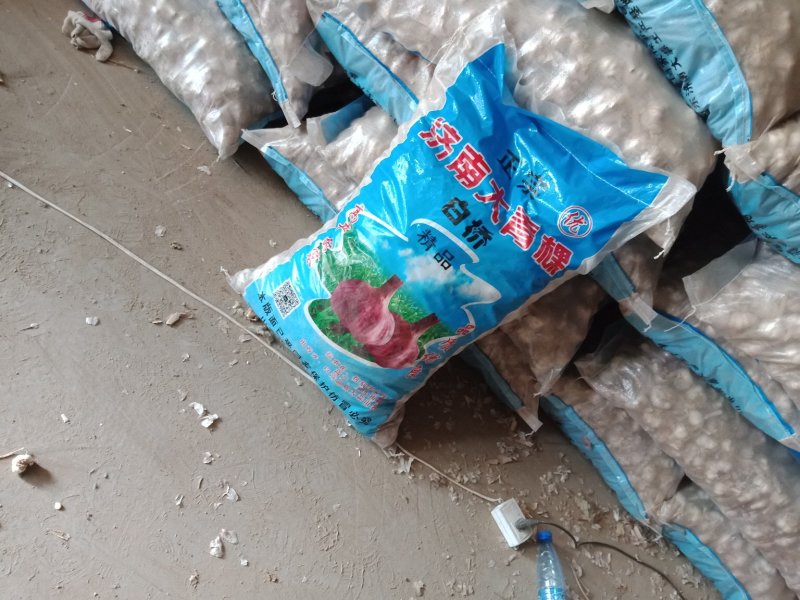 河北大名蒜种