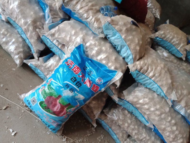 河北大名蒜种