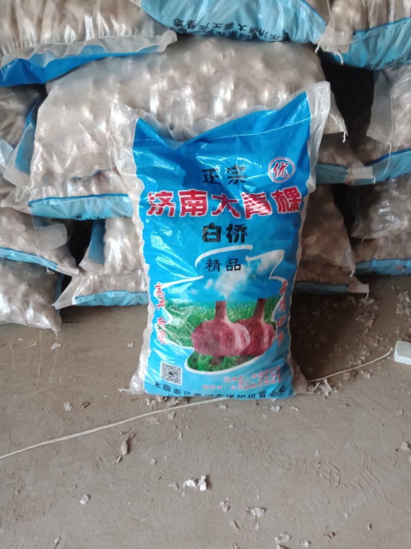 河北大名蒜种