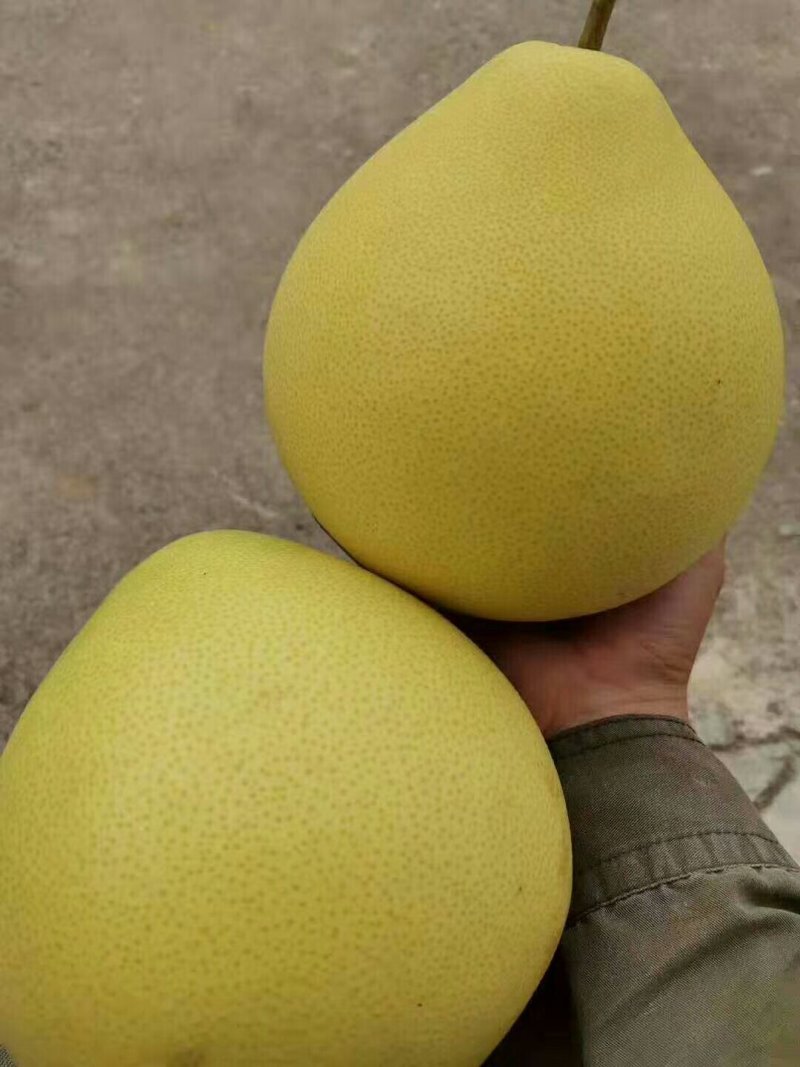 三红蜜柚