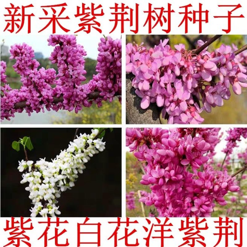 巨紫荆种子紫荆种子多花紫荆树种子洋紫荆种子