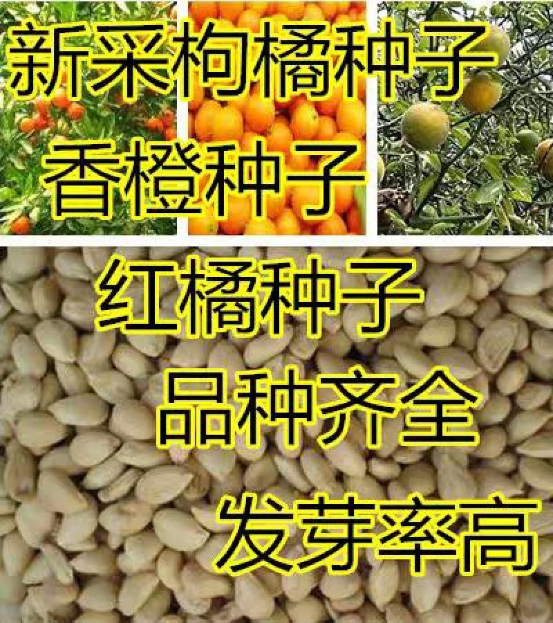 新采枸橘种子枳壳种子嫁接砧木柑桔籽四川红橘种子香橙种子