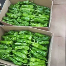 夏邑薄皮辣椒大量上市！诚信合作互利共赢！