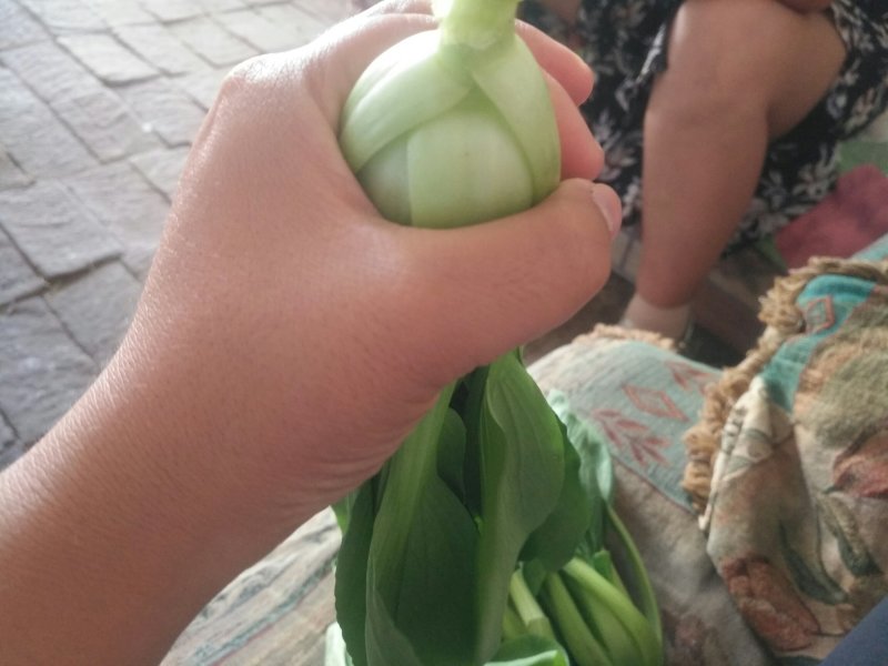 上海青