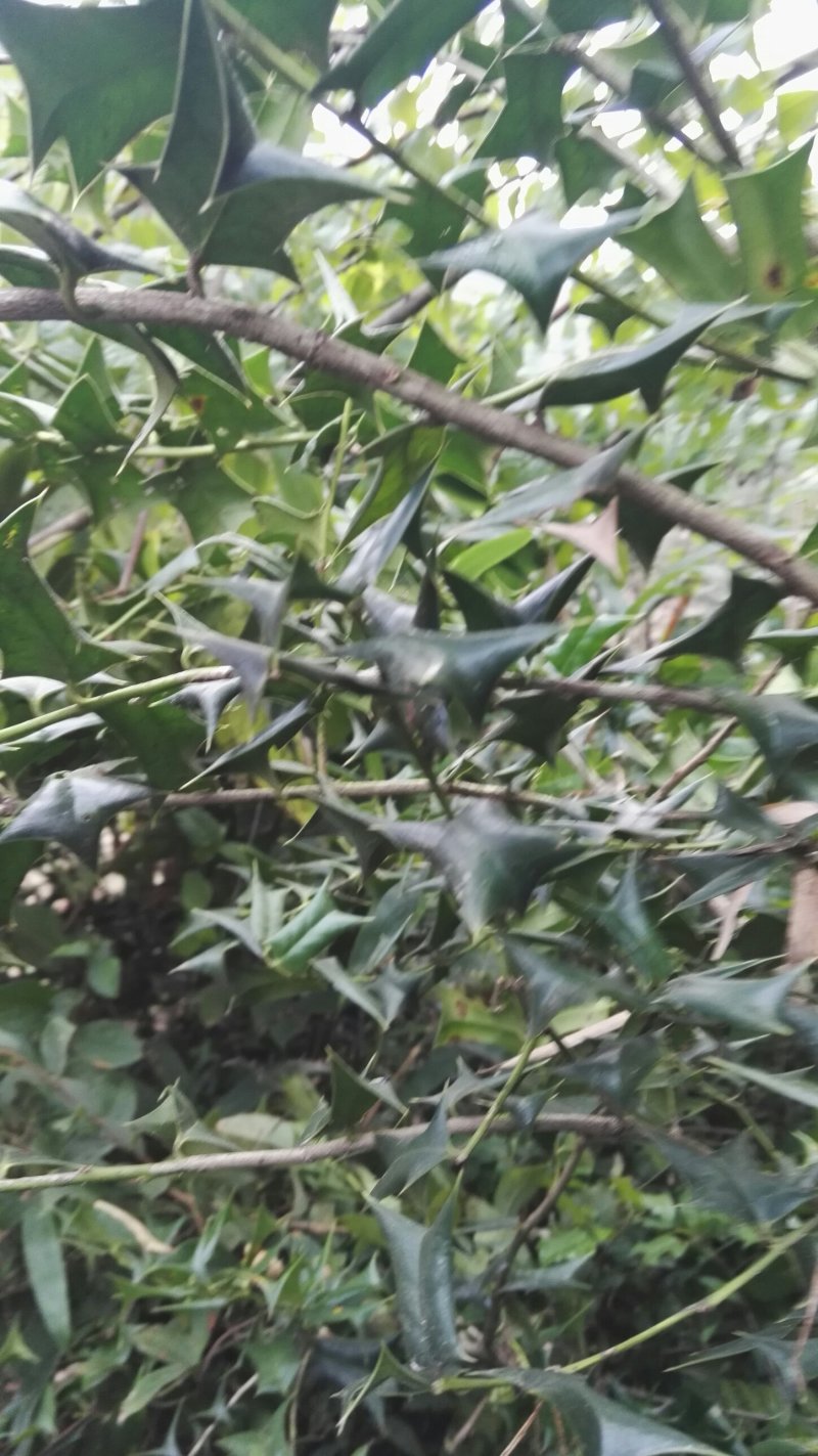 老鼠刺