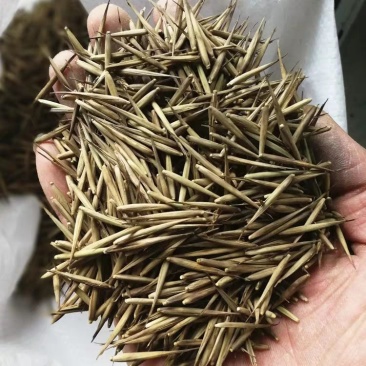 新采毛竹种子毛竹新种子出芽率高竹笋种子